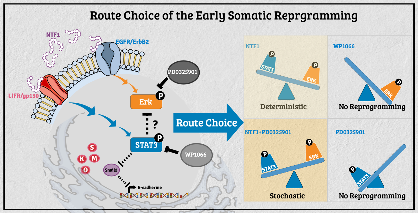The decision-making of the reprogramming route choice affected by its residing microenvironment