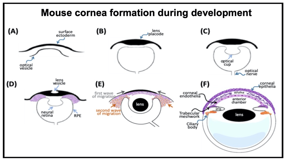 Generate human iPSC from PBMC and induce to the corneal endothelial cell via neural crest